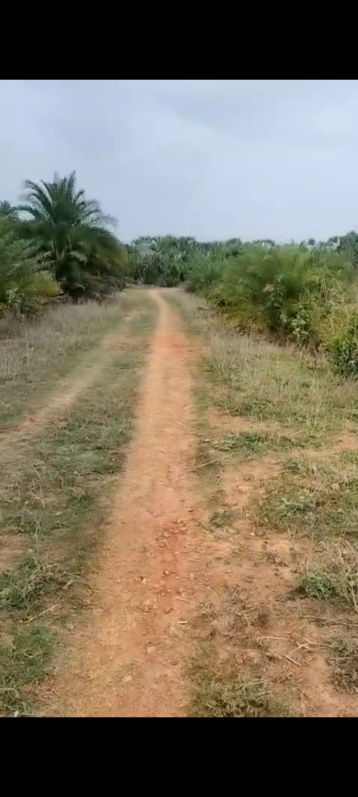 BANABULAPALLI, TULSI BIHAR